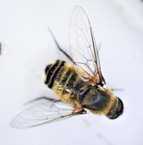 Réf. 325 807 : Villa cingulata
