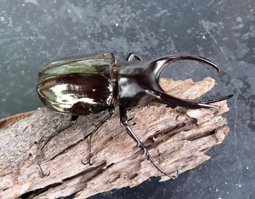 Chalcosoma moellenkampi