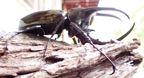 Chalcosoma moellenkampi