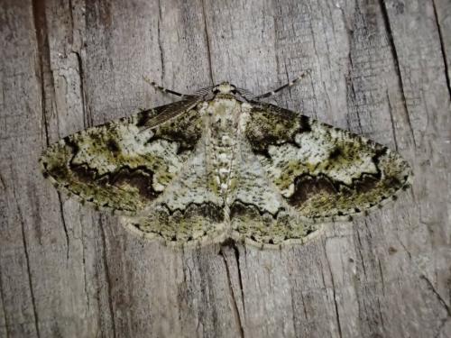 Cleorodes lichenaria