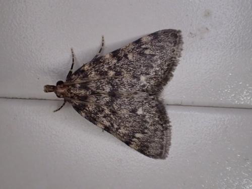 Réf. 325 045 : Aglossa pinguinalis