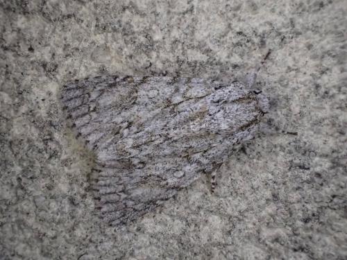 Réf. 325 033 : Acronicta aceris