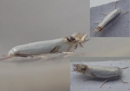 Leucoptera spartifoliella