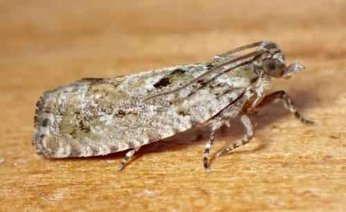 Réf. 325 055 : Zeiraphera isertana