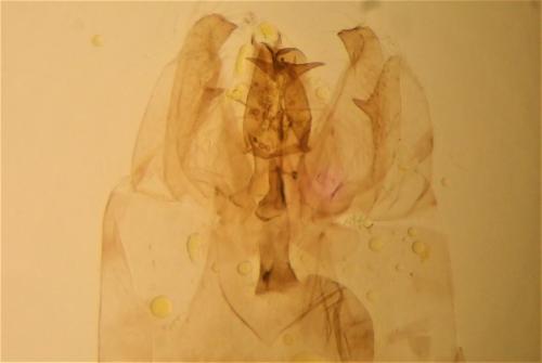 Leucoptera spartifoliella