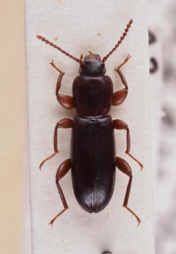 Centorus procerus