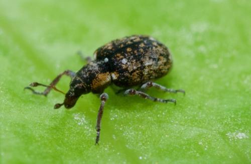 Stenopelmus rufinasus