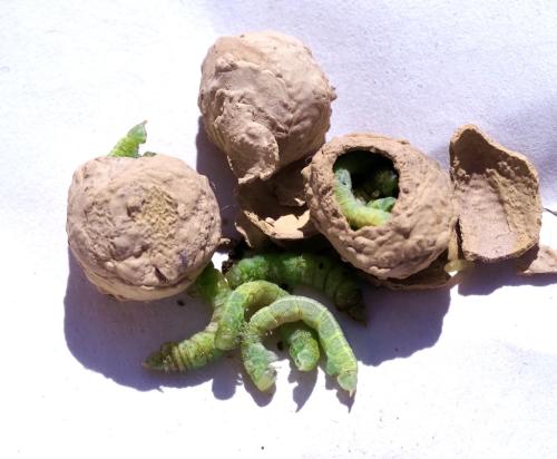 Eumenes sp.