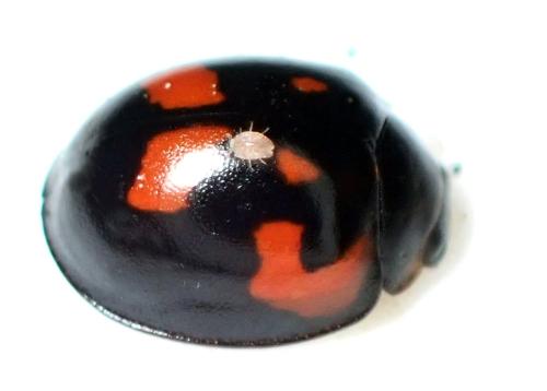 Exochomus quadripustulatus