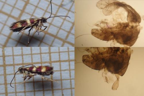 Micropterix aglaella