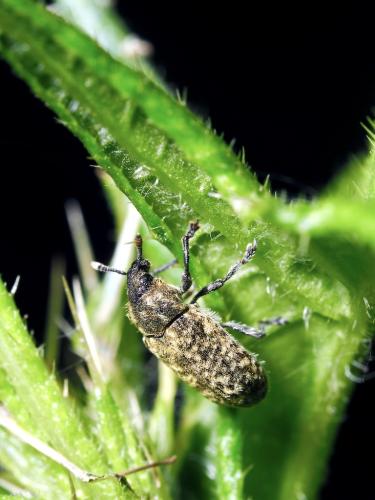Réf. 325 756 : Rhinocyllus conicus
