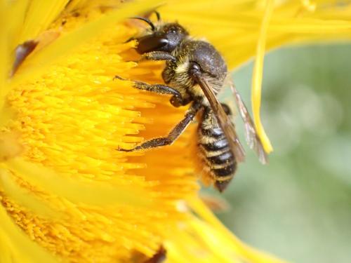 Réf. 325 683 : Megachile centuncularis