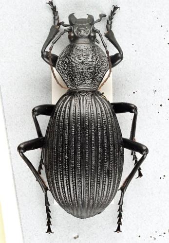 Tefflus sp.