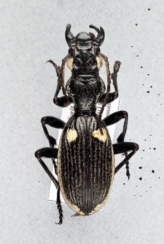Anthia sulcatum adelphum