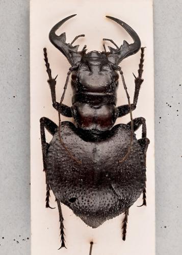 Manticora holubi