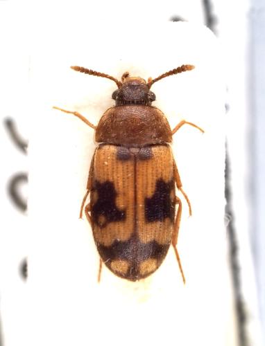 Mycetophagus sp.