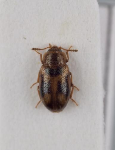 Tetratoma ancora