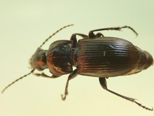 Réf. 325 923 : Abax parallelus