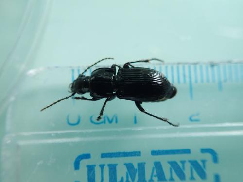 Réf. 325 926 : Abax parallelus