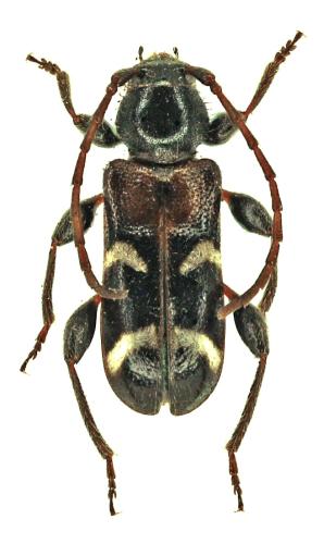 Réf. 325 532 : Poecilium alni