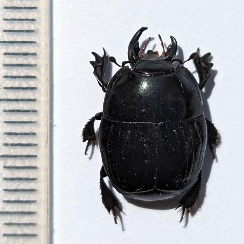 Réf. 325 903 : Pachylister inaequalis