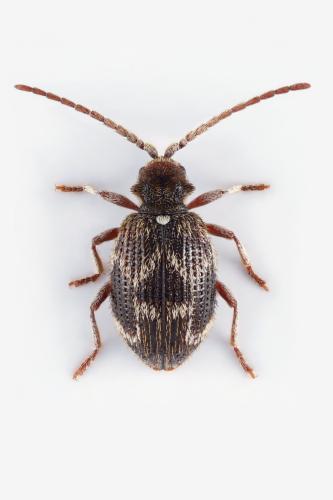 Ptinus italicus