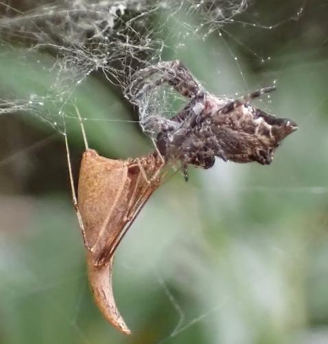 Rhomphaea nasica