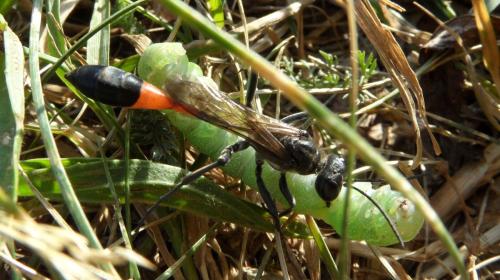 Ammophila sabulosa