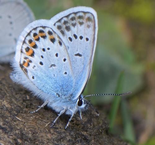 Réf. 325 116 : Plebejus argus