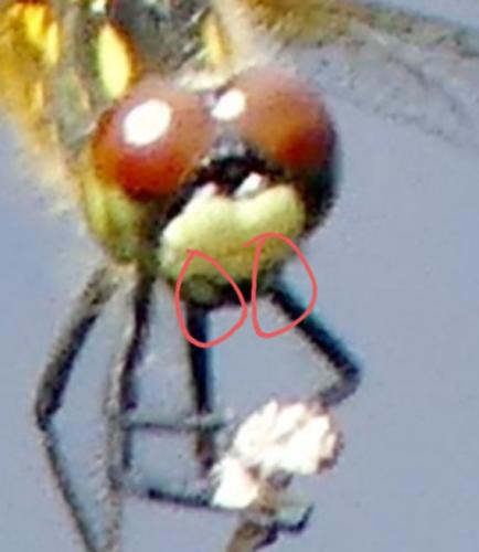 Leucorrhinia sp.
