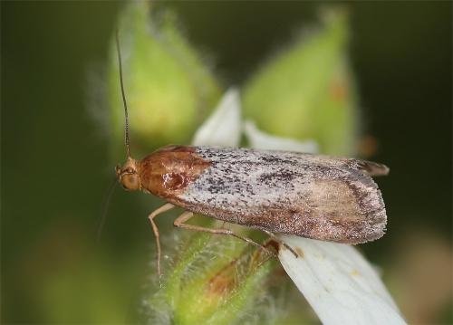 Pterothrixidia rufella