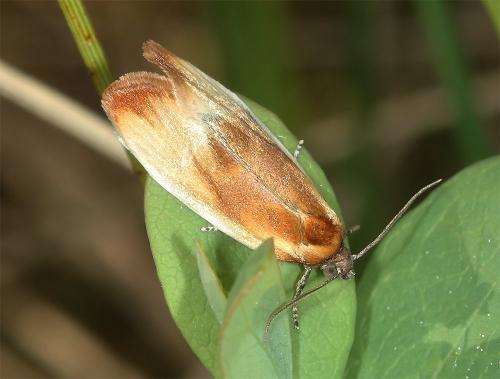 Réf. 325 283 : Eulia ministrana