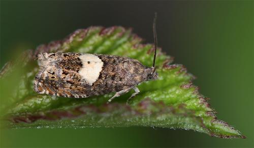 Epiblema sp.