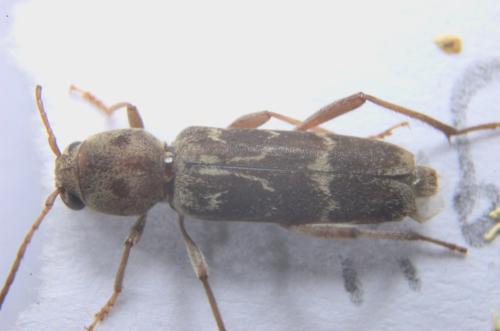 Réf. 325 741 : Xylotrechus stebbingi