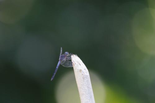 Cannaphila insularis