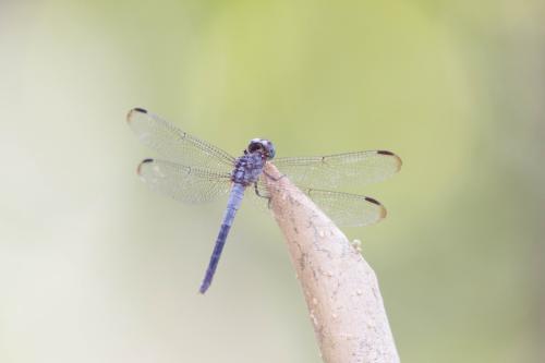 Cannaphila insularis