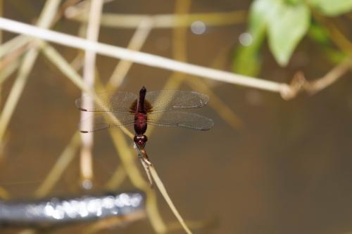 Réf. 325 895 : Erythrodiplax fusca
