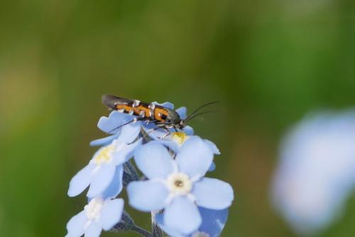 Réf. 325 014 : Heliodines roesella