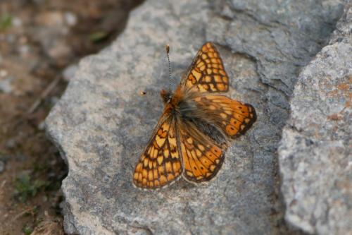 Réf. 325 066 : Euphydryas aurinia