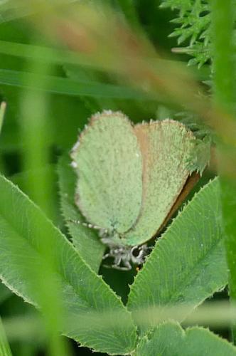 Réf. 325 071 : Callophrys rubi
