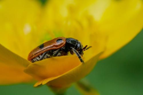 Réf. 325 056 : Clytra quadripunctata