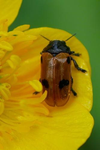 Réf. 325 057 : Clytra quadripunctata