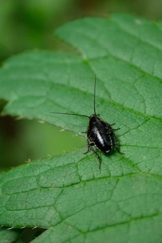 Ectobius sp.