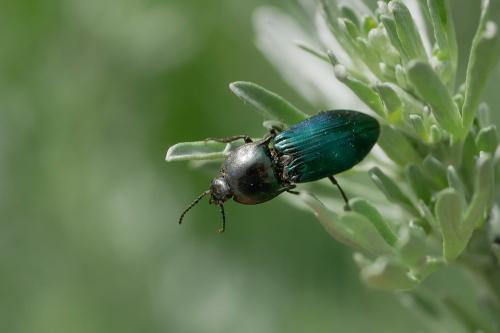 Selatosomus sp.