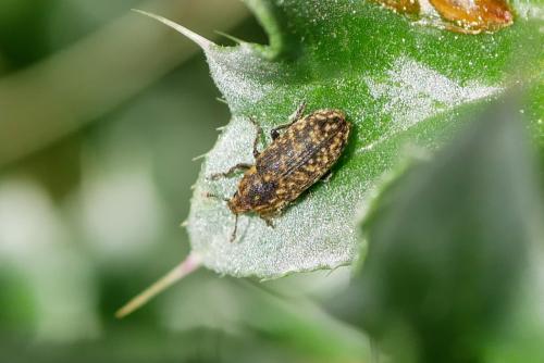 Rhinocyllus sp.