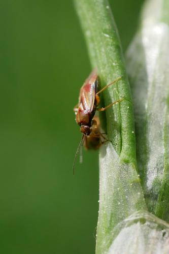 Réf. 325 156 : Orthops montanus
