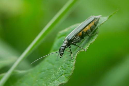 Oedemera nobilis