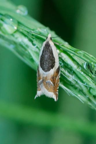Ancylis badiana