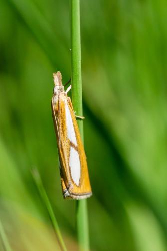 Réf. 325 270 : Catoptria conchella