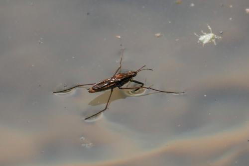 Gerris costae